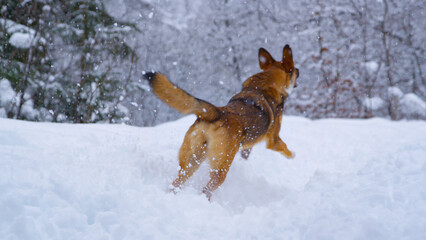 Heavy winter snowfall with a playful dog running and jumping around in deep snow