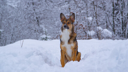 PORTRAIT: Heavy winter snowfall in forest with a dog sitting on a snowy path