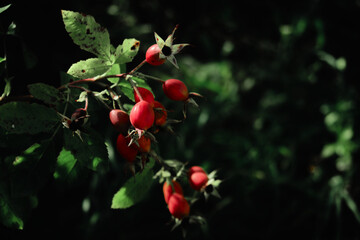 Rosehip close-up on the branches of a bush. Ripe rose hips grow in the garden.