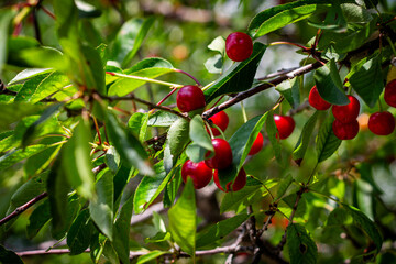 Ripe juicy red cherry berries on a tree