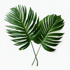 Tapeten Monstera Tropical Essence: Green Palm Branch Leaves Isolated on White Background. Generative ai