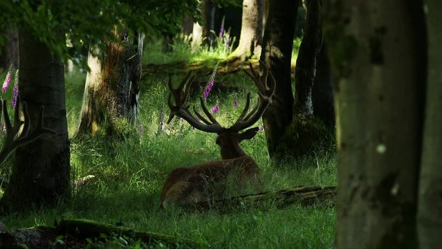 a male deer in a forest video