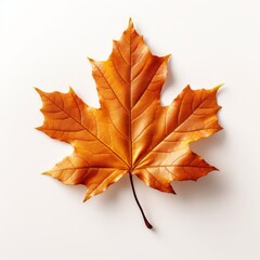 Fototapeta premium Autumn maple leaf isolated on white background