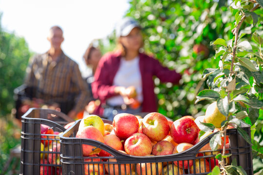 Freshly picked ripe sweet apples in plastic boxes in farm garden on background of peoples harvesting fruits on summer day