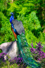 peacock (Pavo Cristatus) posing on a stone © Leny Silina Helmig