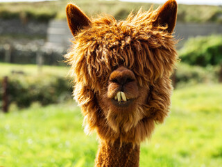 Portrait of brown color alpaca in open zoo or contact farm. Funny looking animal.