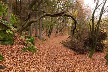 Colorful autumn Landscape in the Central Bohemian Region of the Czech Republic, Kokorin
