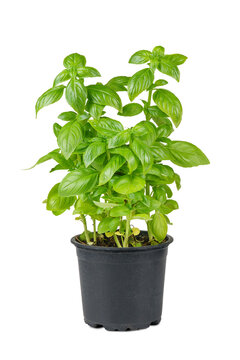 Fresh green organic basil in black pot isolated on white, transparent background, PNG. Indoor plant growing, healthy eating, aromatic herb, food ingredient, spice for culinary
