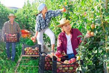 Portrait of focused young female farm worker harvesting ripe red apples in fruit garden on sunny summer day