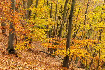 Fototapeta premium Colorful autumn Landscape in the Central Bohemian Region of the Czech Republic, Kokorin