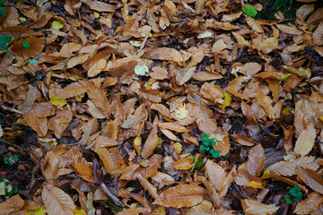 Brown leaves on floor in autumn