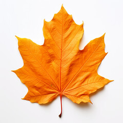 autumn oak leaf isolated on white background, AI Generative.