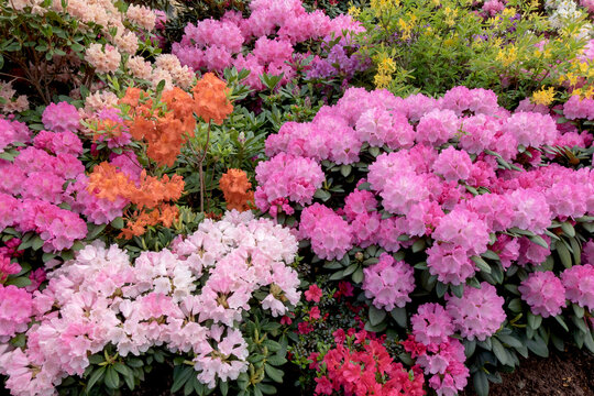Rhododendronbl&uuml;te