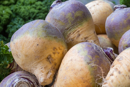 Steckr&uuml;ben (Brassica napus subsp. rapifera)
