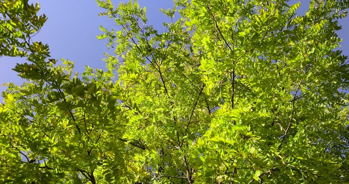Acacia tree with yellowing foliage in autumn, false acacia tree in September in sunny weather