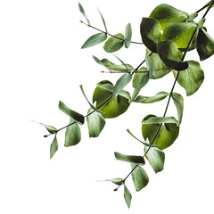 green leaf, leaves transparent background