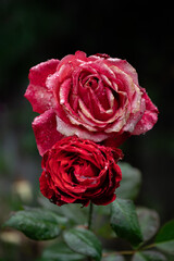 Red and Pink Rose