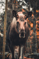 Close-Up View of Bull Moose and Cow Moose: Highlighting Their Antlers and Natural Behavior in the...