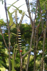 oruga, insecto, naturaleza 