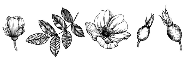 Wild rose flowers and berries, medicinal herb line art drawing. Outline vector illustration isolated on white background. Rose hip bouquets sketch for logo, tattoo, wedding design.