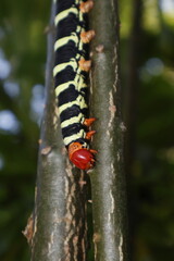 oruga 
