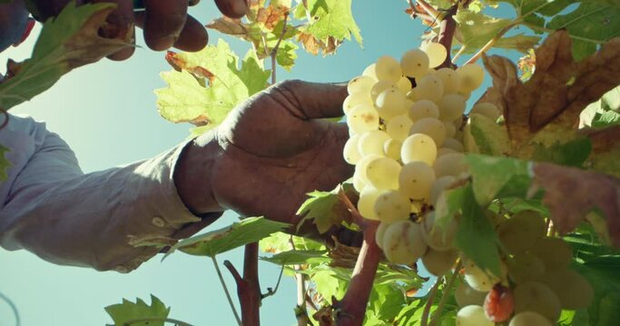 Close-up of a man's hand cutting a bunch of grapes from a bush. Harvesting at the winery by the winemaker. High quality 4k footage