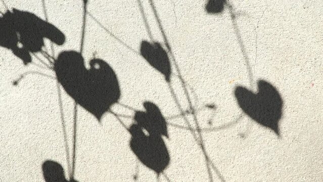 Leaves  shadow on the wall , Chiangmai province Thailand.