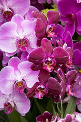 Obraz premium Pretty Purple Orchids