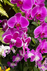 Naklejka na ściany i meble Pretty Purple Orchids