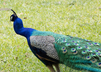 Obraz premium Love Peacock making an Abstract