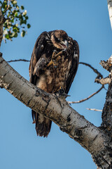 eagle on tree