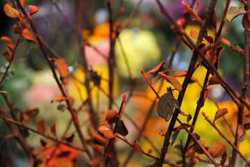 Plants