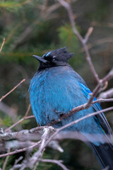 Stellar Jay