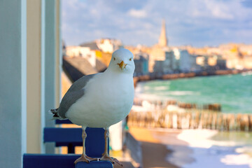 Seagull on the background of walled port city of Saint-Malo at low tide, Brittany, France - obrazy, fototapety, plakaty