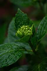 Hydrangea macrophylla