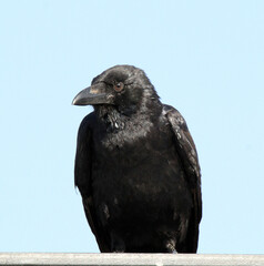 Close up portrait of a torresian crow bird against a blue sky background