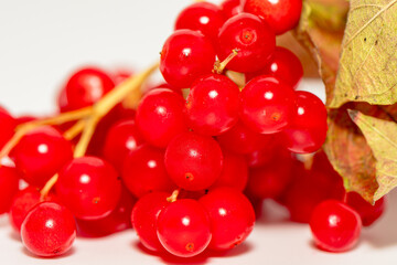 branch of guelder-rose berries on a white background
Viburnum opulus