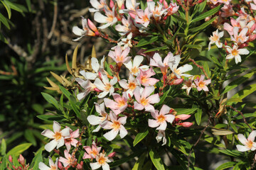 Pink and white flowers on a Dwarf Oleander (Nerium oleander) plant in a garden