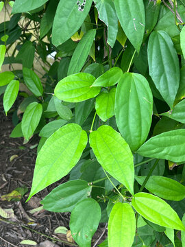 green Thunbergia laurifolia leaves, flora and foliage