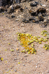 Yellow sulphur on pink sand, Galapagos