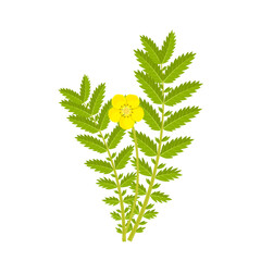 Vector illustration, Potentilla anserina, known as silverweed, isolated on white background. - obrazy, fototapety, plakaty