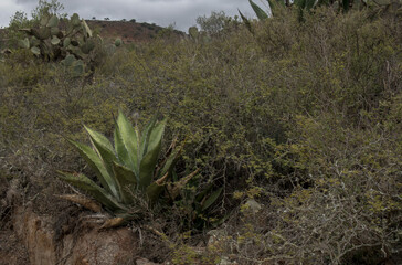 Mexican landscape with Agave salmiana and space for text on the right