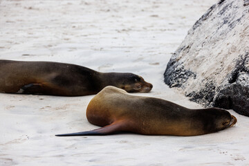 Two sealions napping on white sand