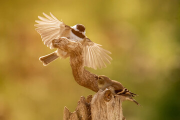 Chickadee in flight while Goldfinch perches