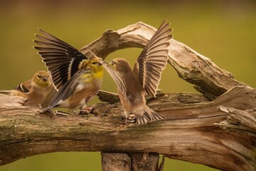 Goldfinches fighting for a perch