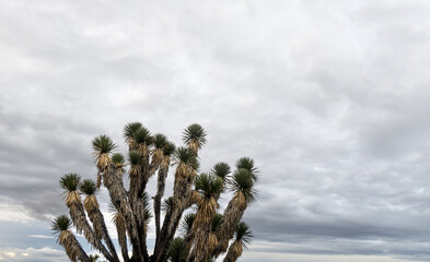 Joshua trees Yucca brevifolia or Yucca palms, in mountains of Mexico, with space for text on top