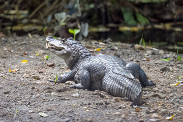 Caiman resting and sun bathing.