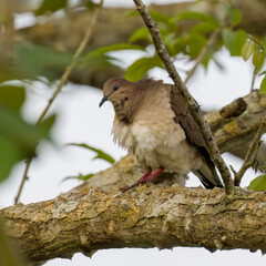 White-tipped Dove (Leptotila verreauxi) ruffling its feathers.