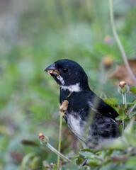 Male variable seedeater Sporophila corvina next to flowers.