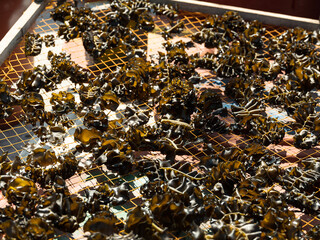 Food ingredients, drying seaweed © mnimage